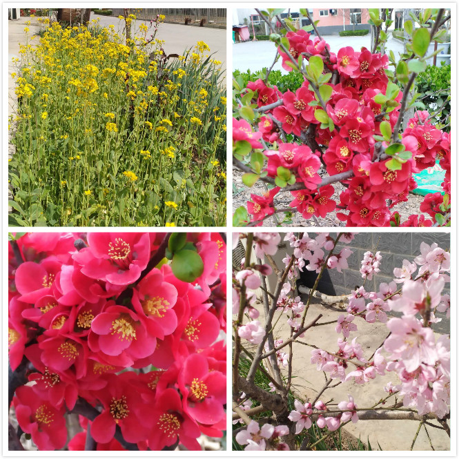 1585366590584941.jpg bloom.jpg